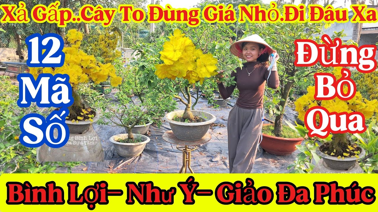 🍀16/4☎️0373919774☎️🌲Mai V&agrave;ng Gi&aacute; Rẻ🌲12 M&atilde; Số Mai Gi&agrave; M&ugrave;a B&igrave;nh Lợi- Như &Yacute;- Giảo Đa Ph&uacute;c C&acirc;y To Rẻ..🌲