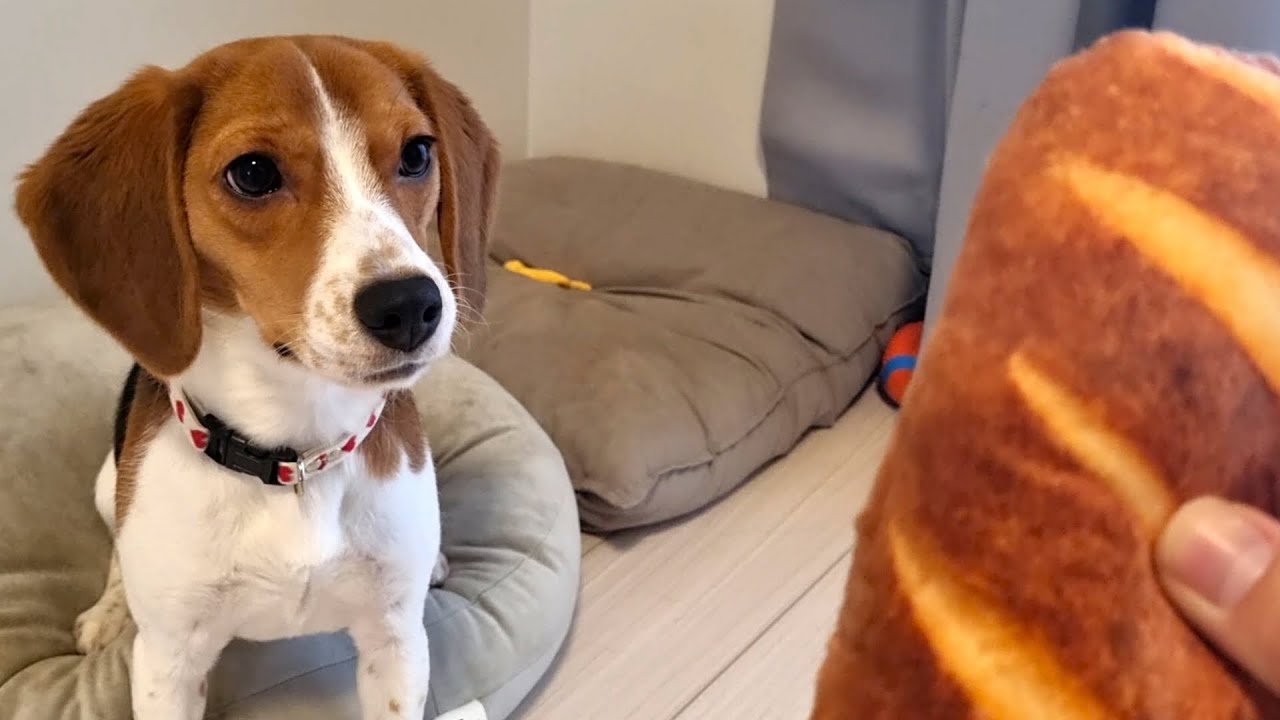 ビーグル犬にふわっふわのパンを見せたら〇〇になる
