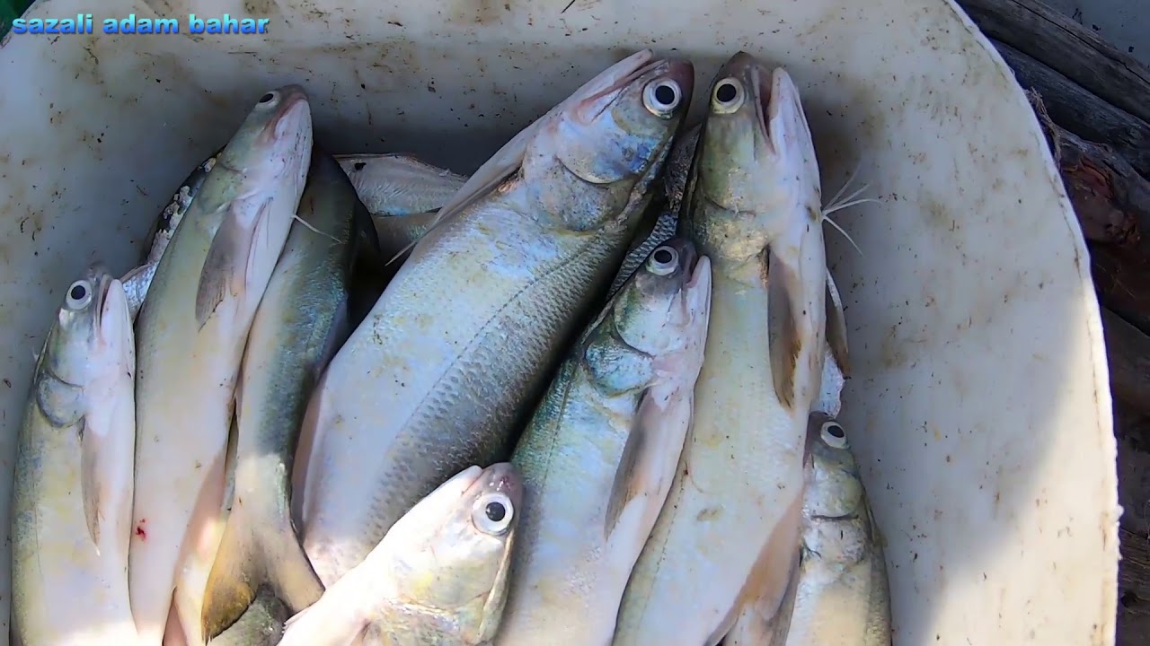 menjaring ikan gelama tapi dapat ikan senangin ep. 125