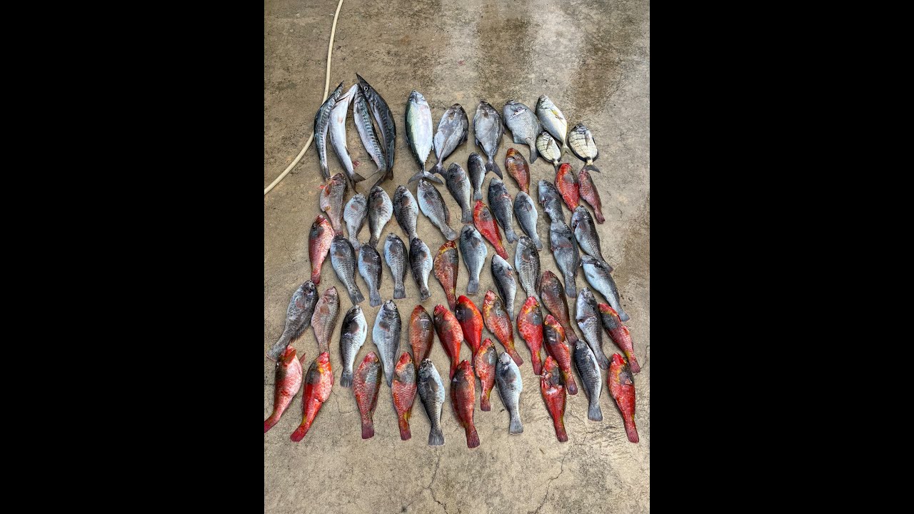Caça Submarina / Spearfishing 