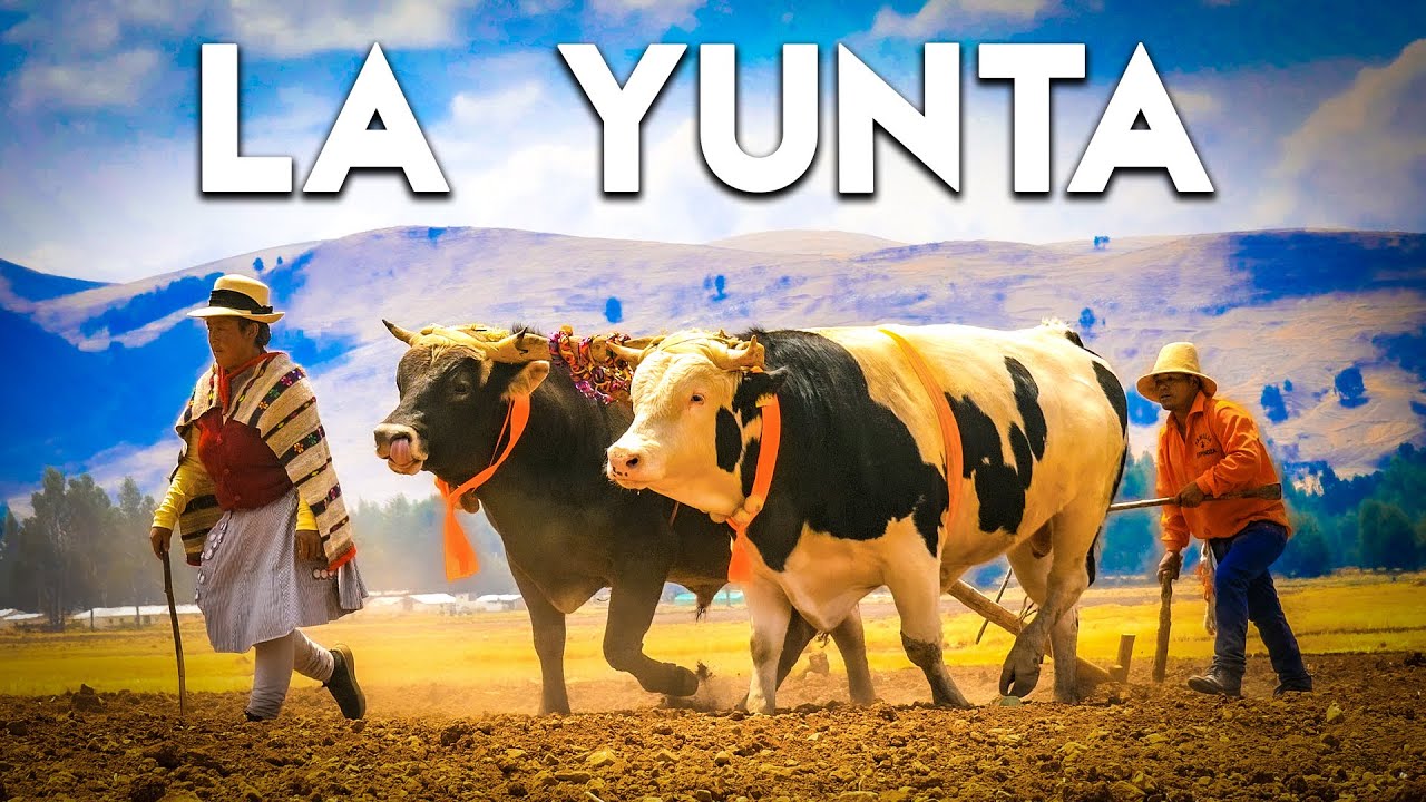Los TOROS Y LOS HOMBRES de los Andes: Tradición u Olvido, TRAGADERO | DOCUMENTAL