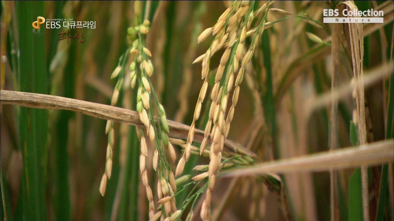 화산이 땅을 비옥하게 만드는 이유