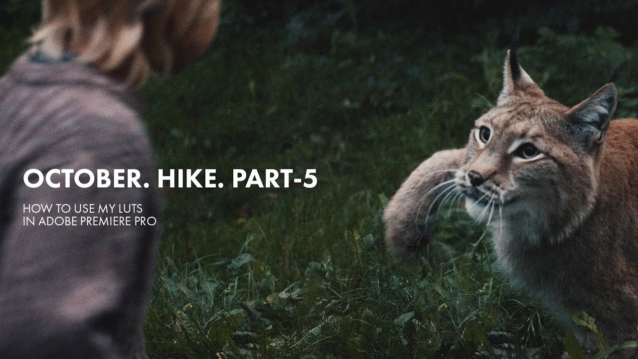 October Hike PART-5 | Wolves, Bear, Lynx (bmpcc 4k + sirui)