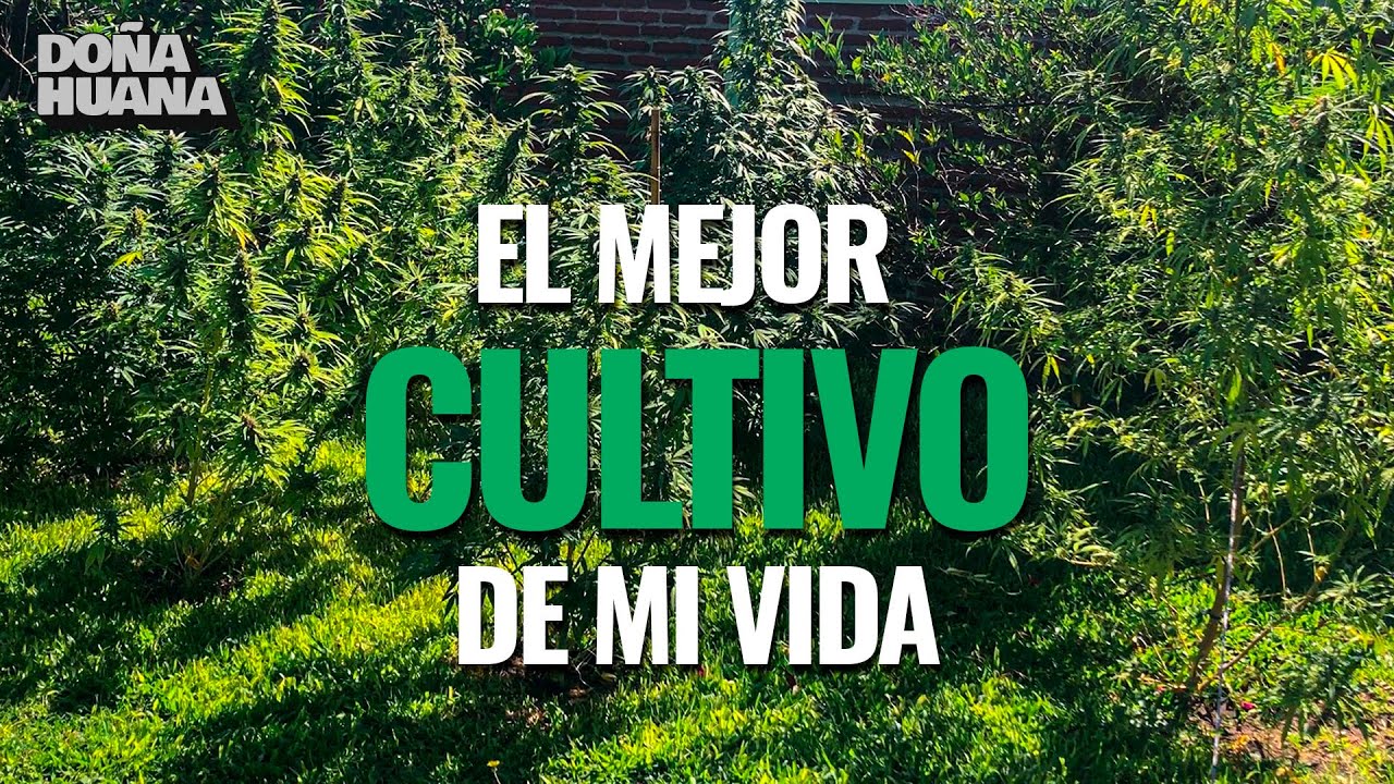 COMO FUE EL MEJOR CULTIVO DE MI VIDA (EN EXTERIOR)
