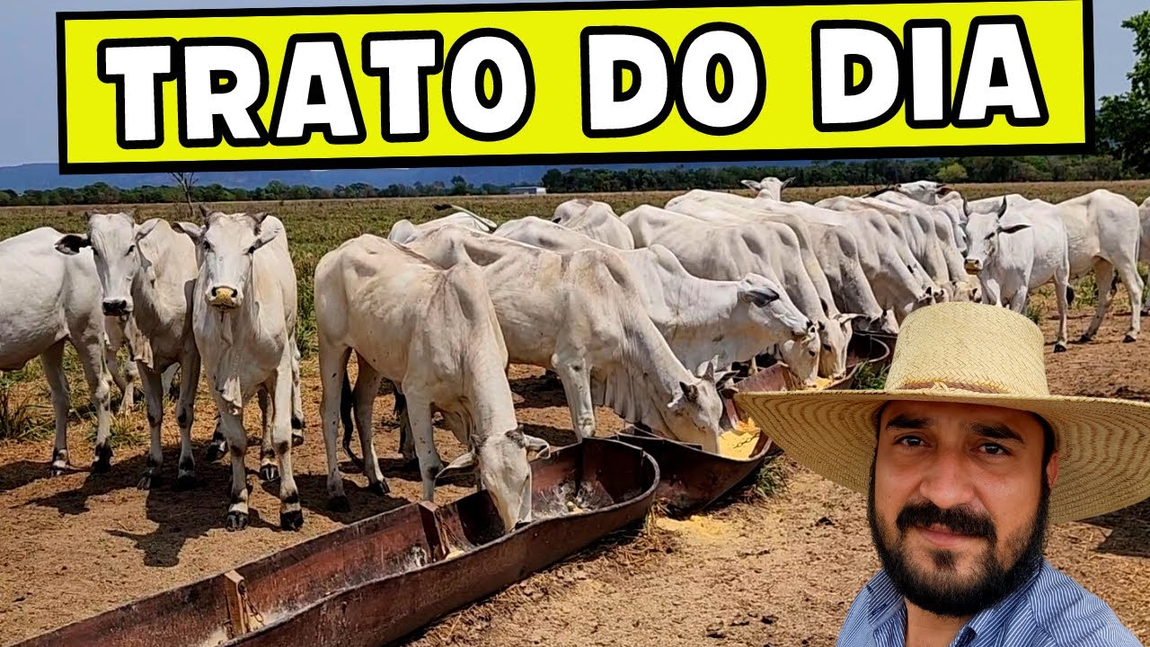 DIETA DO SEMI CONFINAMENTO - HORA DO TRATO
