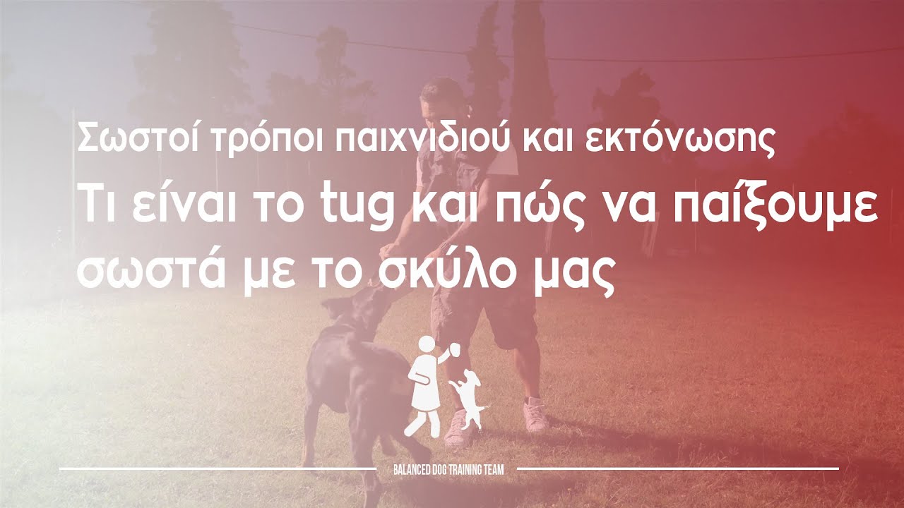 Τι είναι το tug και πώς να παίξουμε σωστά με το σκύλο μας | Σωστοί τρόποι παιχνιδιού και εκτόνωσης