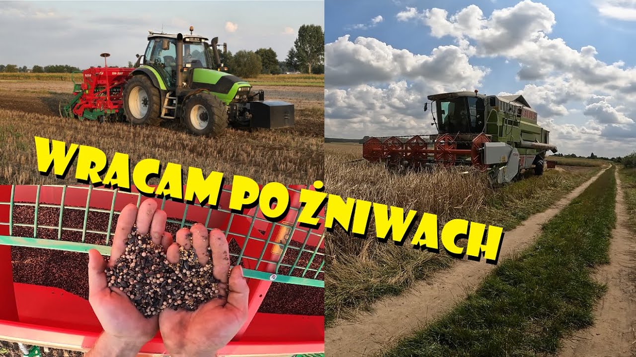 WRACAM PO ŻNIWACH😃PODSUMOWANIE PLONU🌾SIEW POPLONÓW