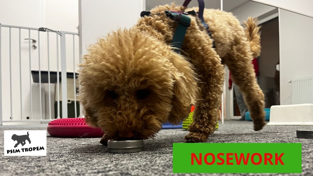 Nosework - nasi zaawansowani kursanci :) Szkoła Psim Tropem