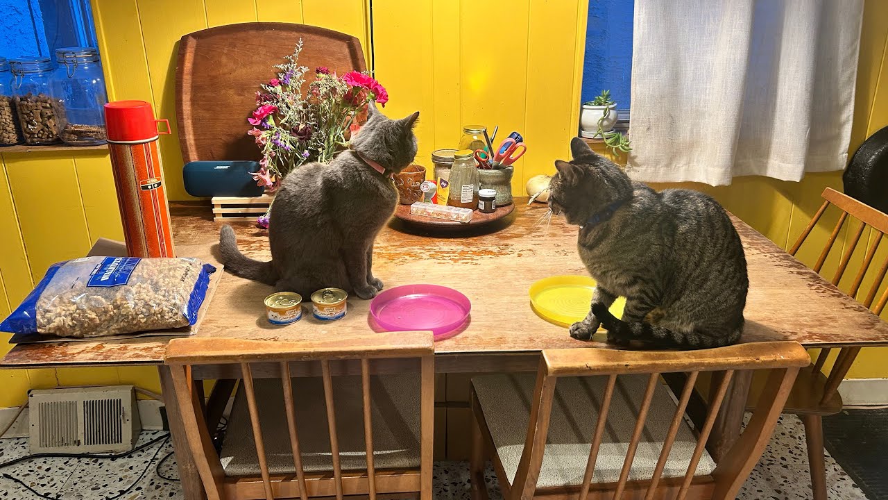 Breakfast With Two Cats