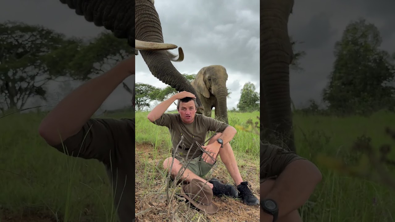 Позвольте мне показать вам разницу между самцом и самкой слона! 🌍🐘