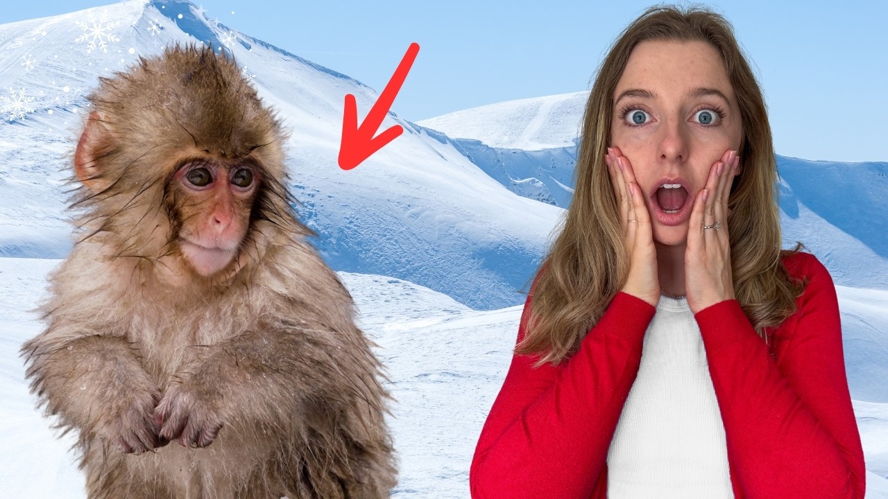This is Japans best kept secret! 🇯🇵🐒 (Japanese Snow Monkeys)