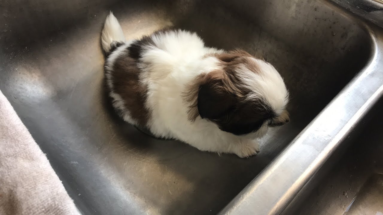 Cachorro primer baño | La Casita de los Shih Tzu