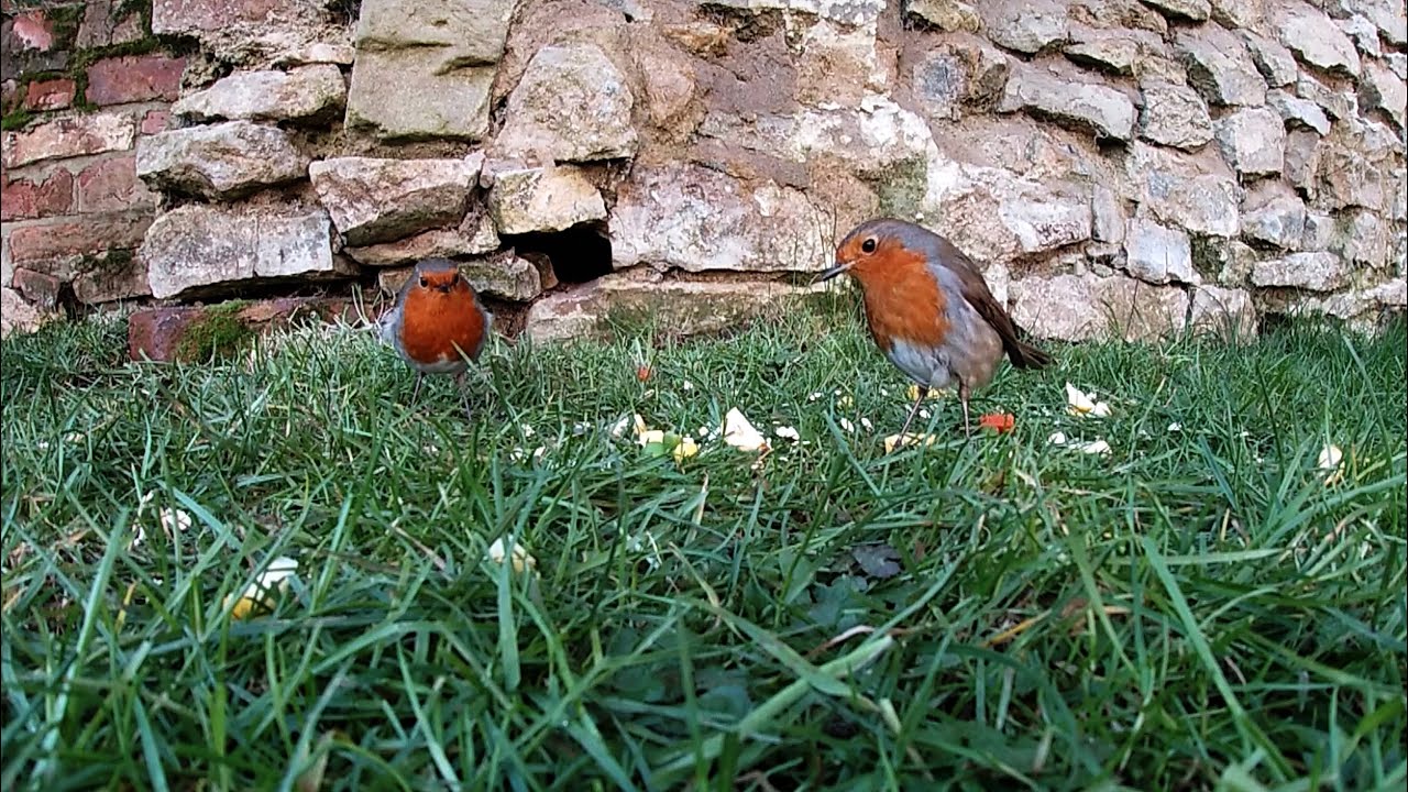 The Robin (Erithacus Rubecula). Not as sweet as you might think.
