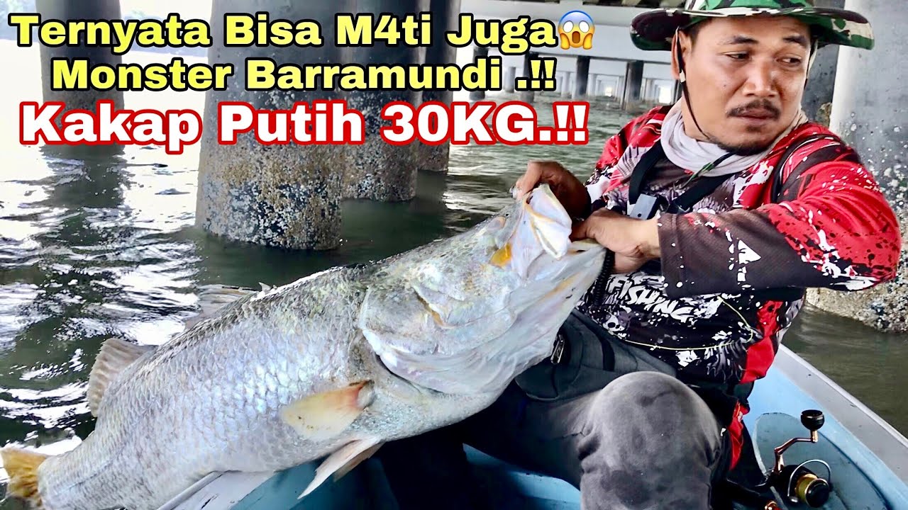 TERNYATA MASIH BANYAK KAKAP PUTIH Nya!! Mancing Kakap Putih-Barramundi