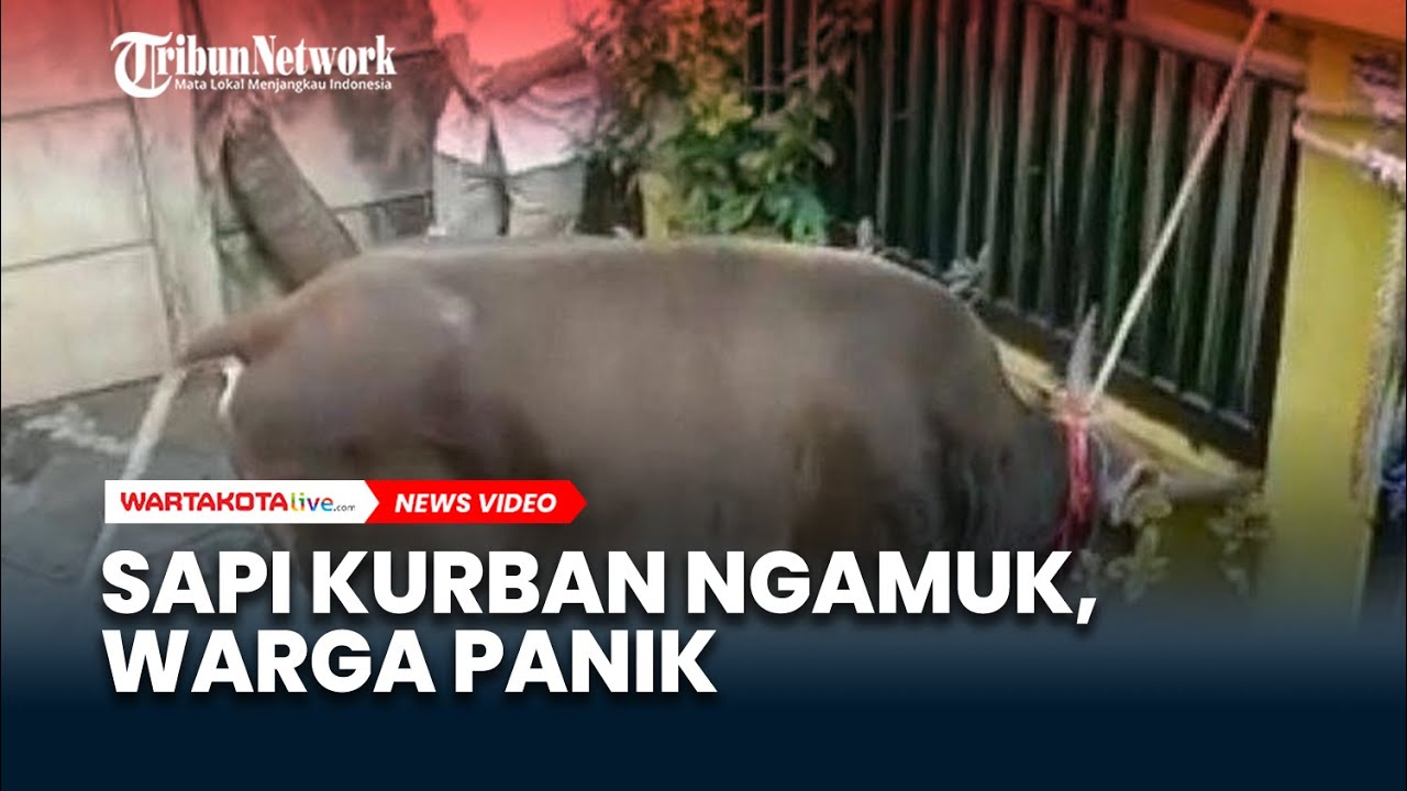Panik…! Panik…! Sapi Kurban Lepas dan Mengamuk Hancurkan Pot Bunga, Warga Melarikan Diri ke Pasar