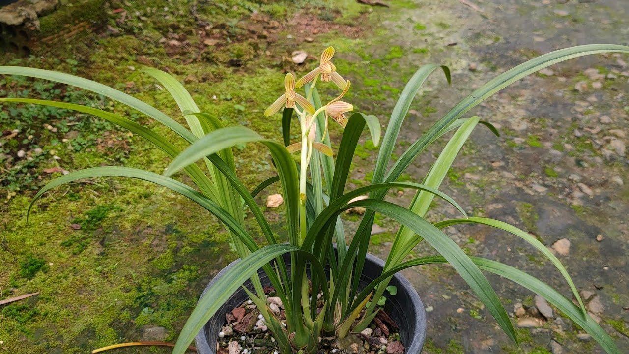 Địa Lan Lê Đình Hiền, Kiếm Hiền Cymbidium ledinhhienii || Toán Ròm Garden 