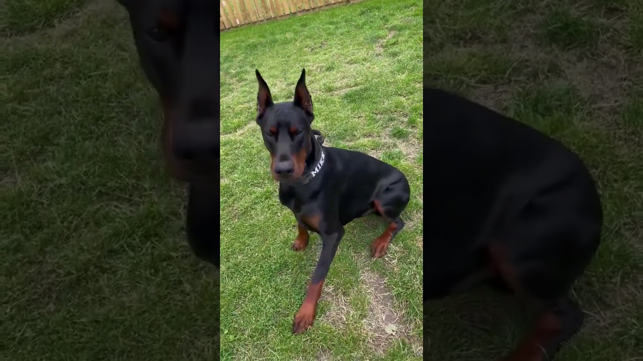 Scared of This Dog? You Should Be.