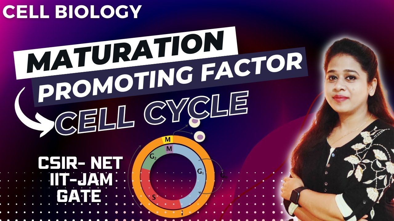 Maturation Promoting Factor in Cell Cycle | Mitosis Promoting Factor | CSIR NET | Cell Biology CSIR