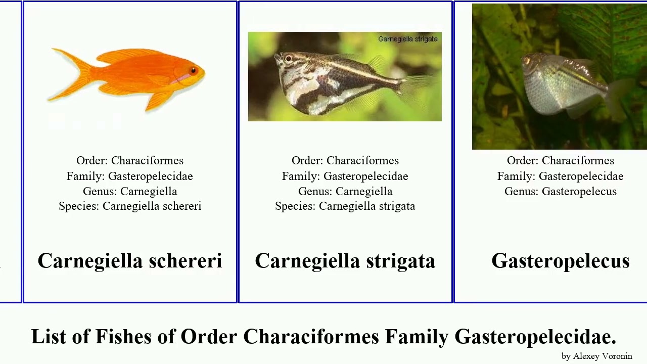 Fishes of Order Characiformes Family Gasteropelecidae Carnegiella Gasteropelecus Thoracocharax