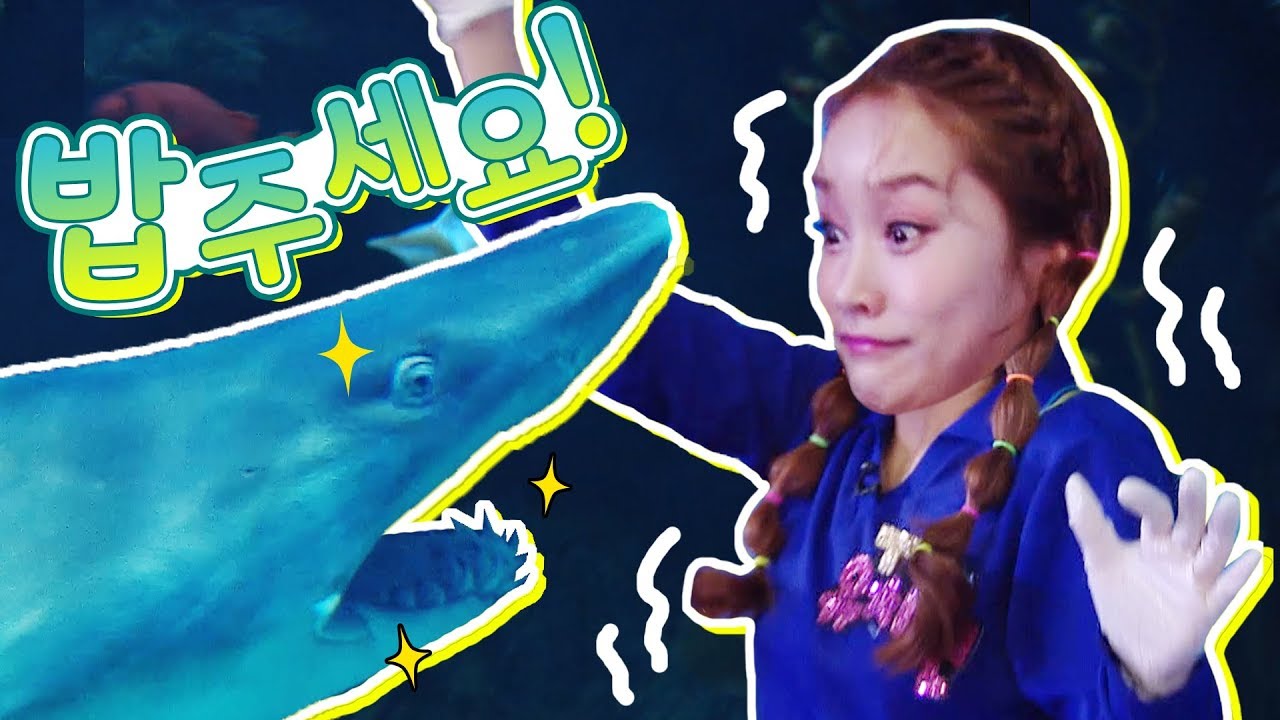 상어가 오징어를 먹어요!! 어린이 직업체험 바쁘다 바빠 kbs tv유치원 - 지니