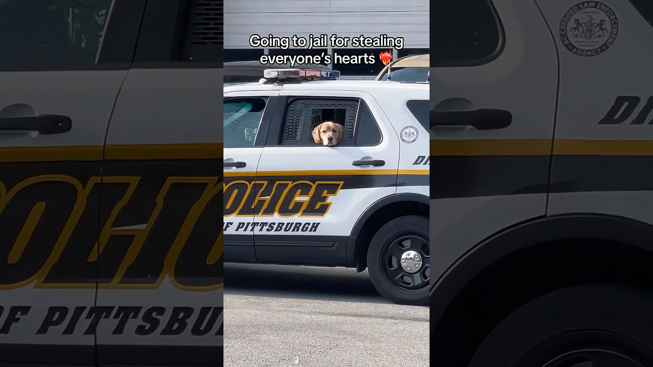 Funny police dog #funny #dog #funnyvideo #cute #fpy #fyp #cutedog #funnyvideos #funnymoments