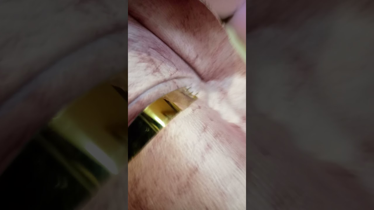 طريقه تركيب شريط الاستيل الذهبي فى الانتريه مع شرح انواع #استيل_ذهبي_فضي #الاستيل واسعاره ...