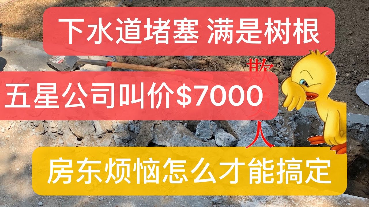 下水道| 堵塞| 树根| 下水道堵塞怎么办？蛇型铰刀没力… Installing new sewer clean out
