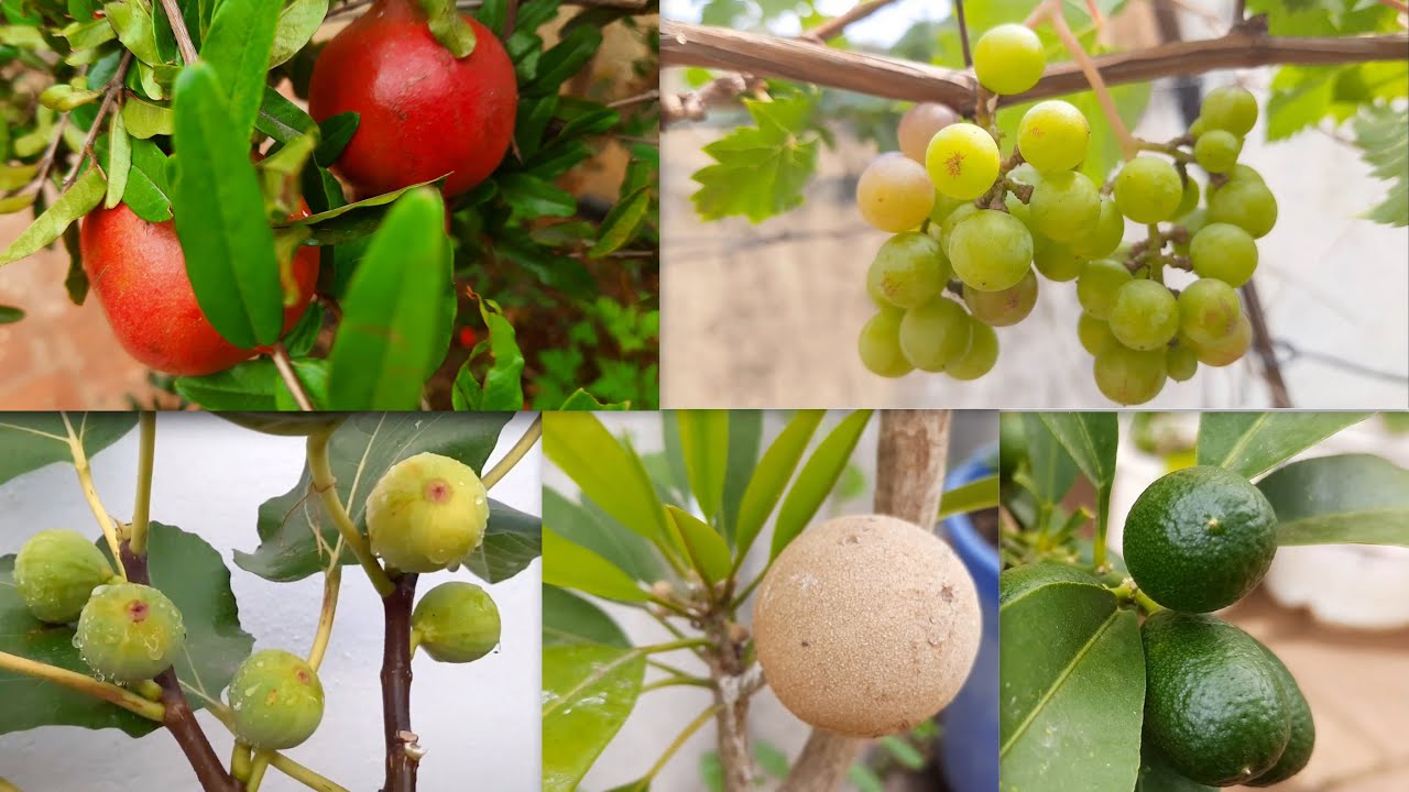Homemade Epsom Salt Alternative in Tamil | Organic fertilizer rich in Magnesium | எப்சம் உப்பு