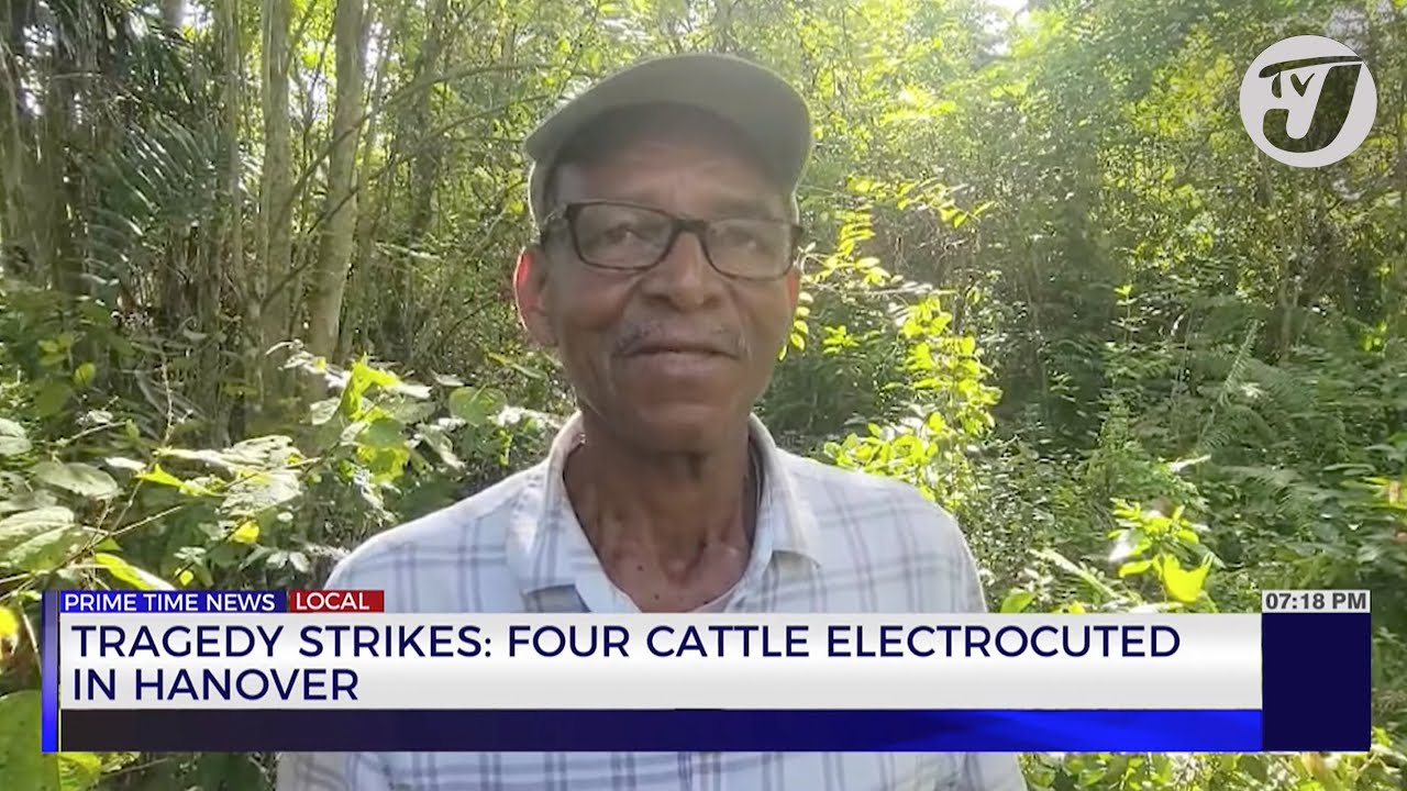 Tragedy Strikes: Four Cattle Electrocuted in Hanover | TVJ News