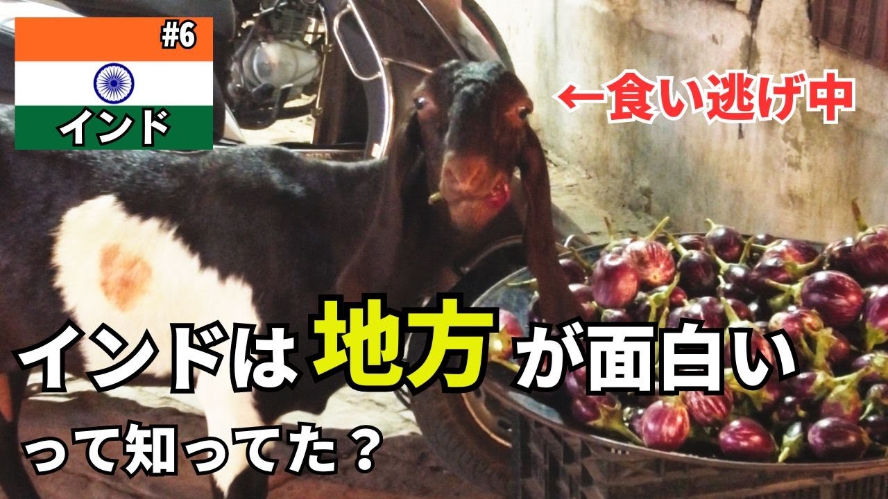 マイナー都市でようやく気づいたインドの最高なところ【インド#6】【ジョードプル】