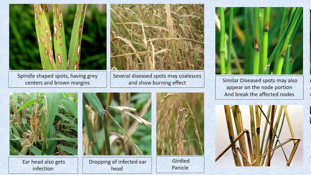 Rice Blast (Diseases of Field Crops)