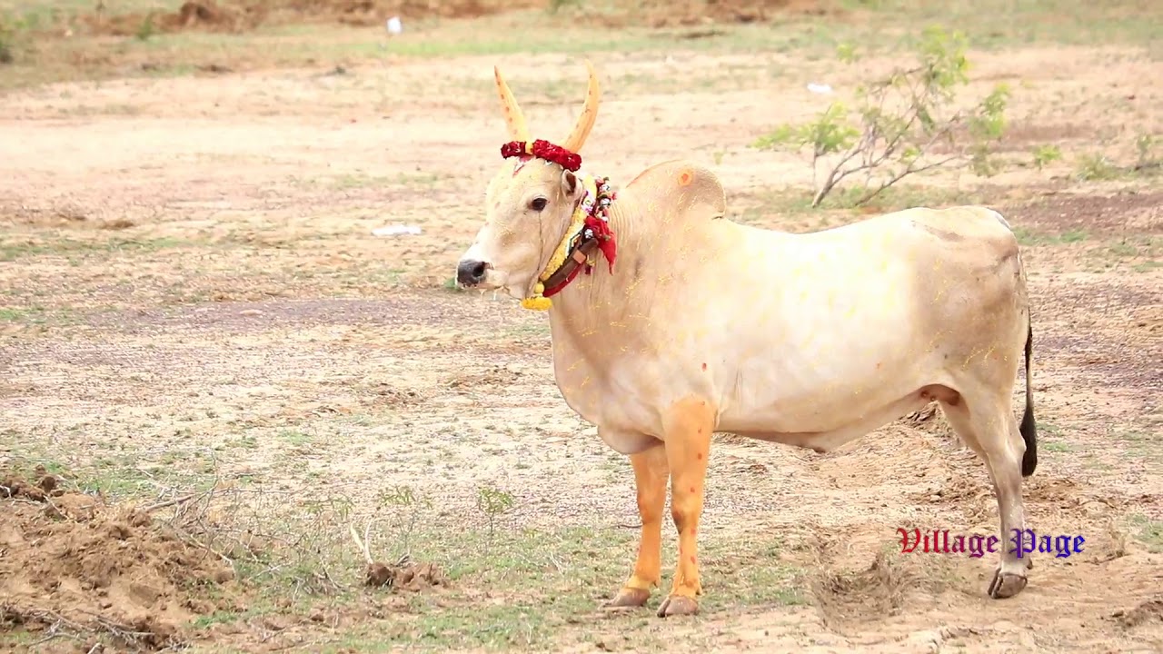 SS கோட்டை மாபெரும்  மஞ்சுவிரட்டு திருவிழா 2018