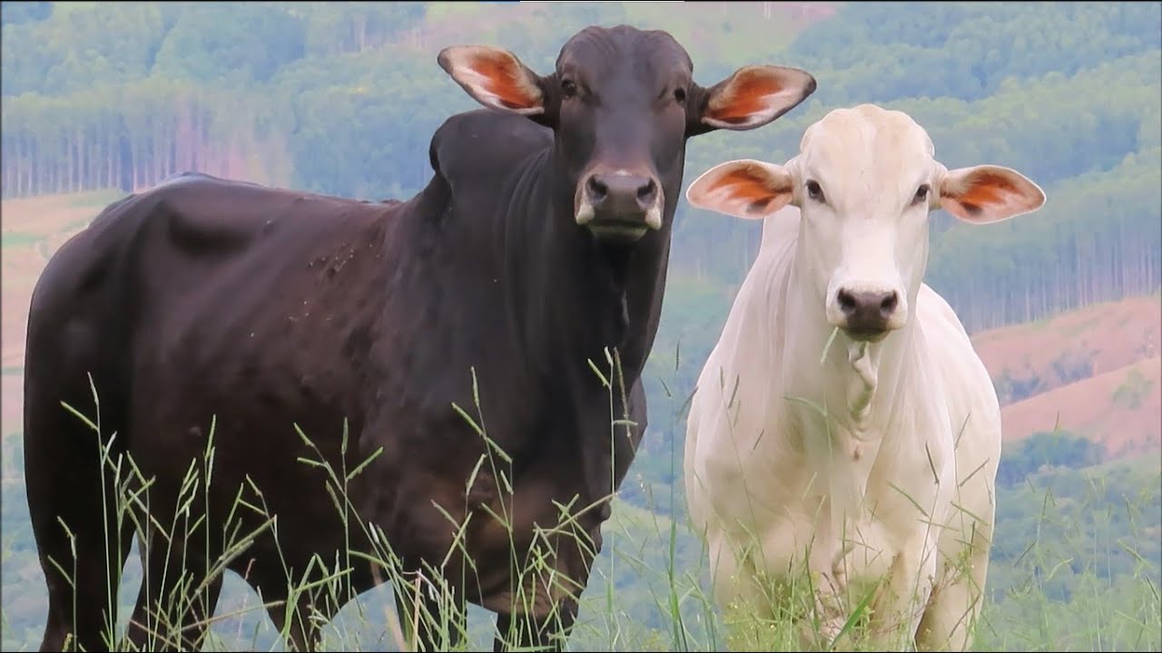 Boi -  Boi berrando -  Boi no pasto - Som dos animais