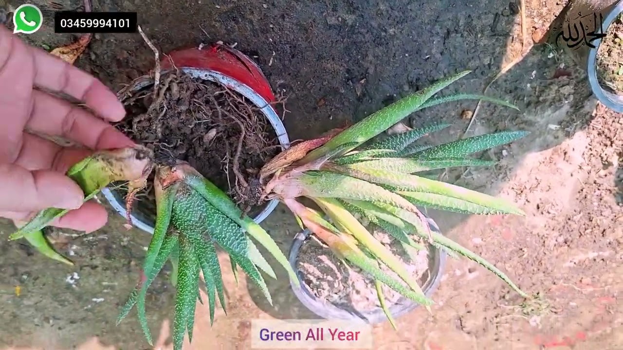 How To Grow Permanent Haworthia Plant/Succulent Tips For Beginners