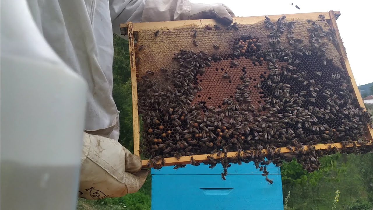 Pčelarstvo 2019 - Pregled Košnice u Avgustu