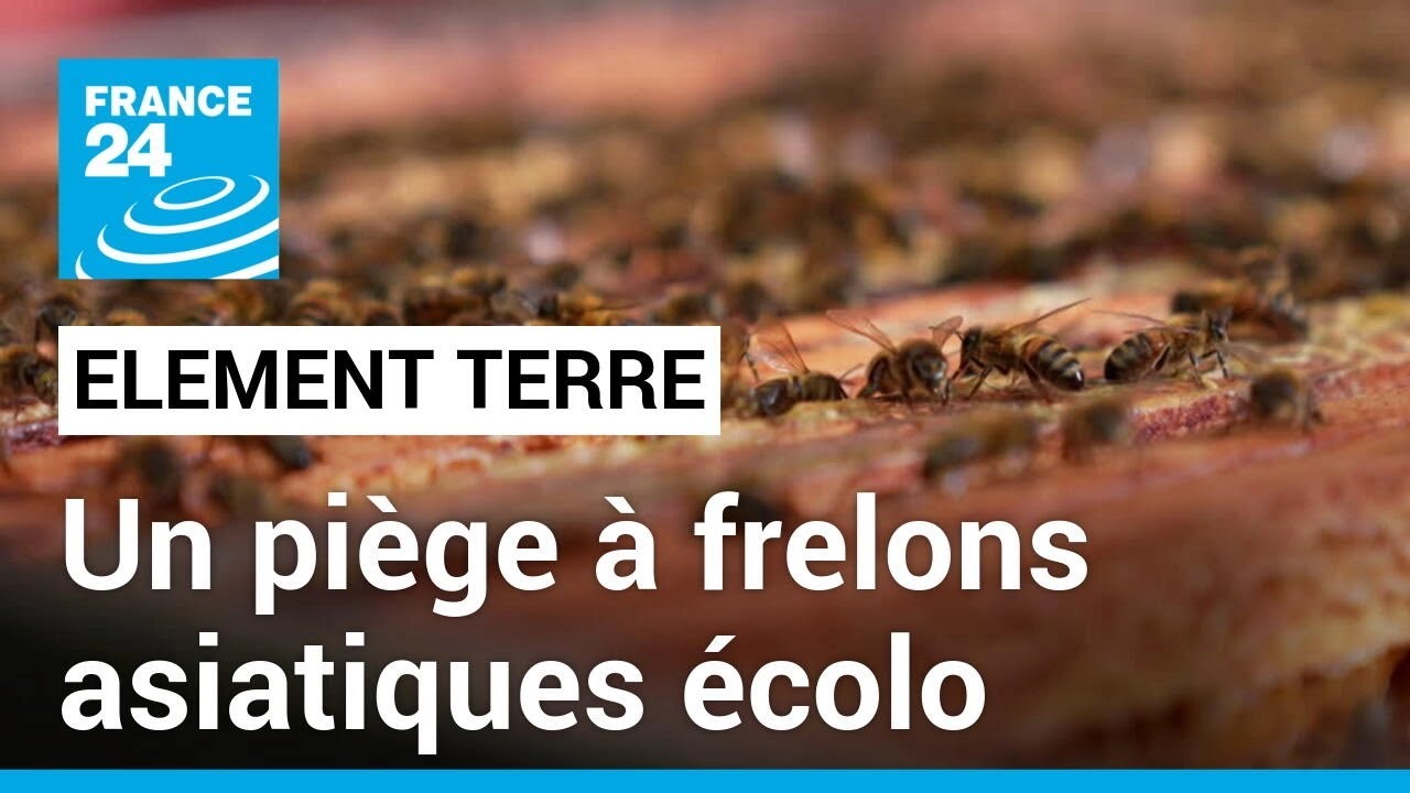 Un apiculteur invente un piège à frelons asiatiques unique au monde • FRANCE 24