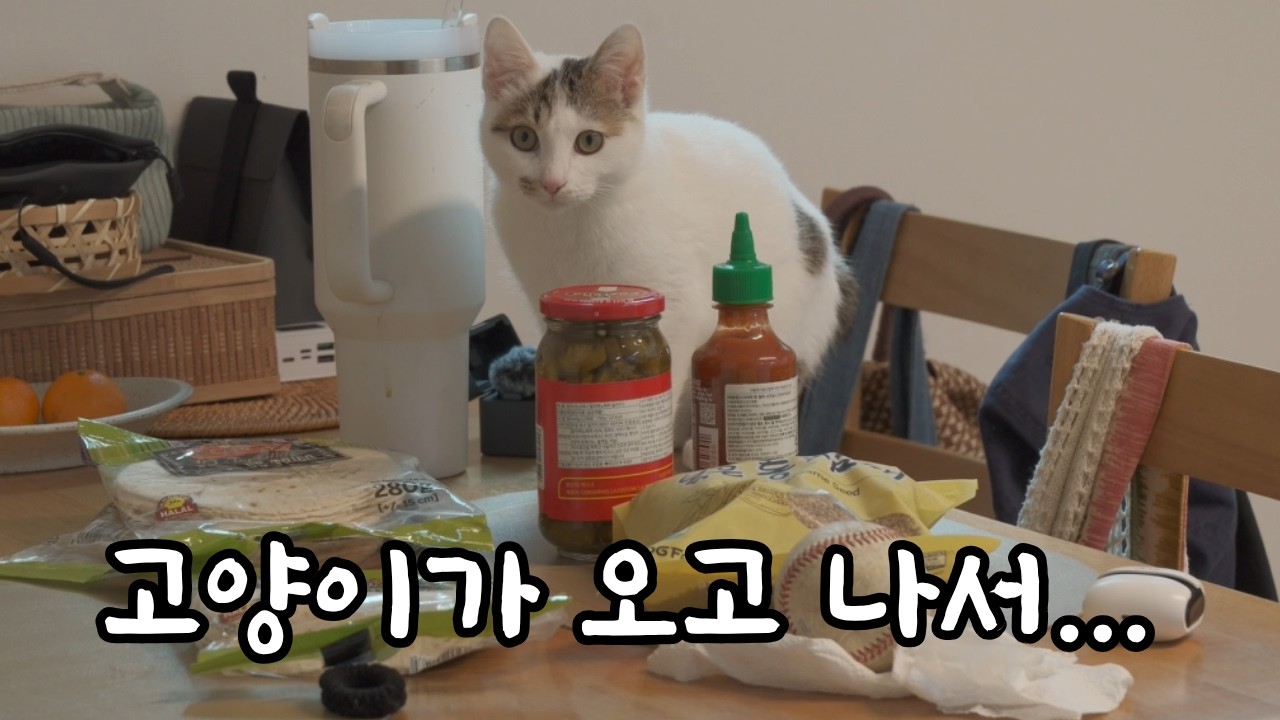 고양이가 오고 나서 완전체가 된 우리집