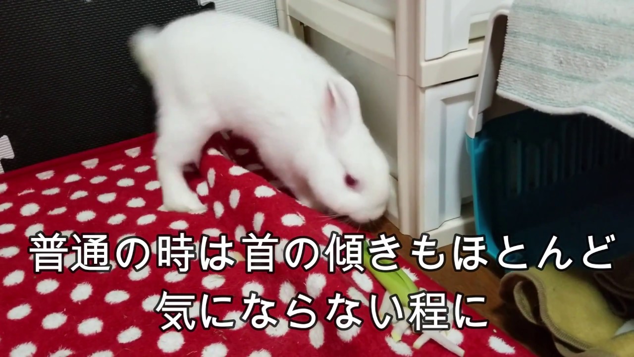 【ウサギ病気】前庭疾患（斜頸&眼振）について