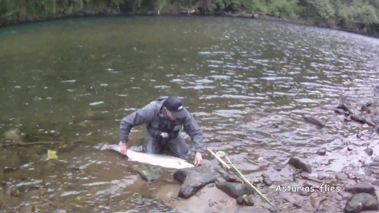 Gran salmón - Río Narcea, temporada 2013.