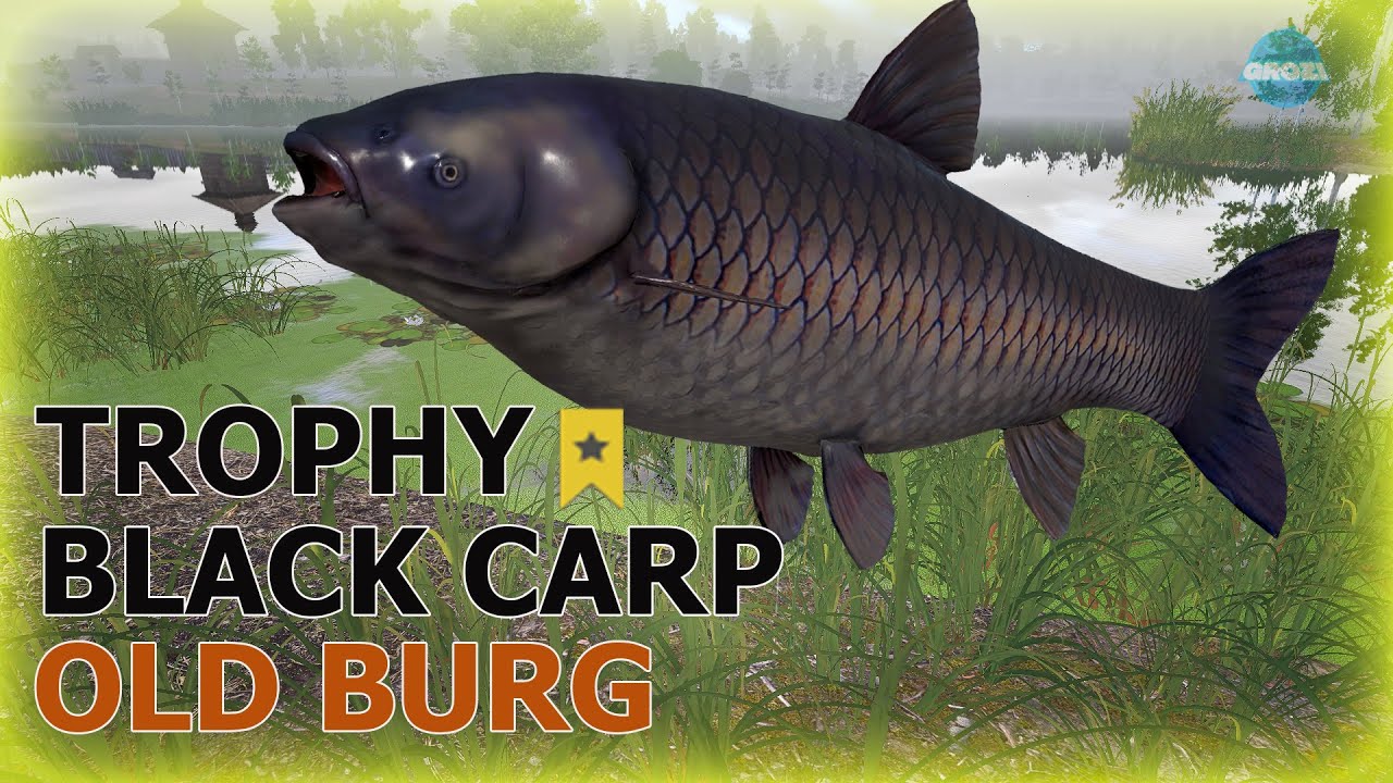 Russian Fishing 4 RF4 Old Burg Lake Black Carp & Common Carp Trophy