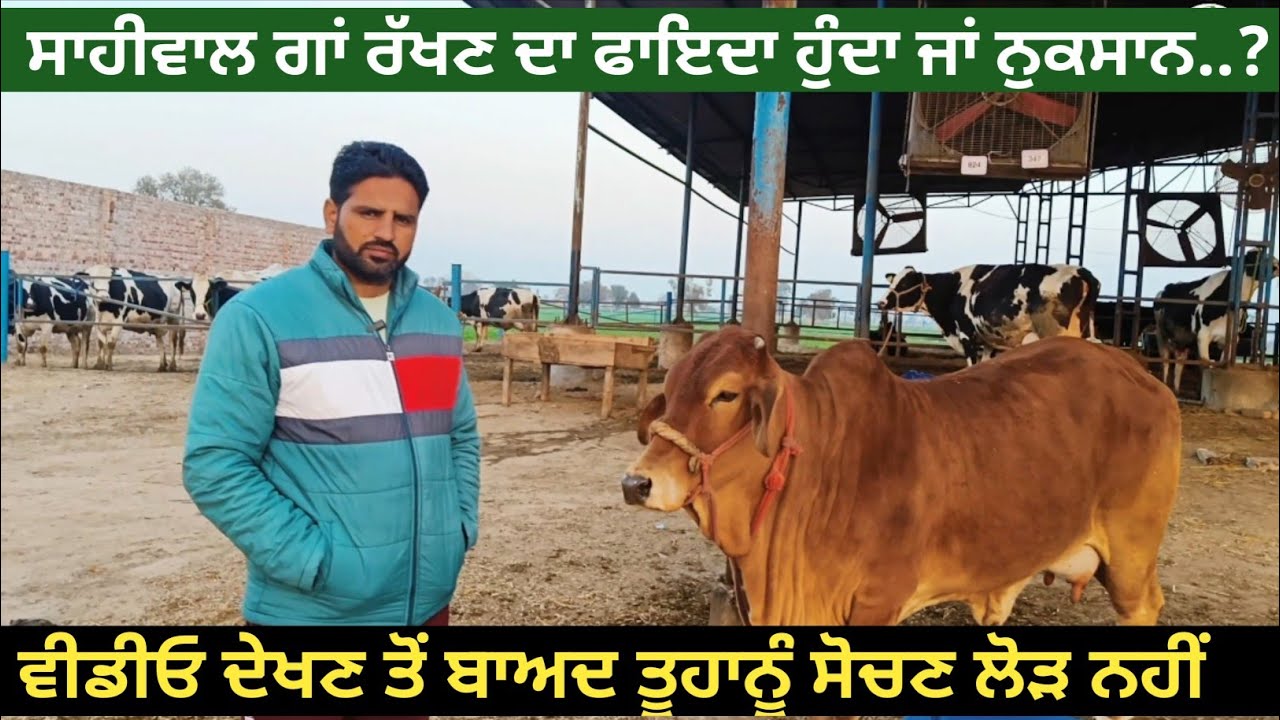 ਸਾਹੀਵਾਲ ਗਾਂ ਰੱਖਣ ਦਾ ਫਾਇਦਾ ਹੁੰਦਾ ਜਾਂ ਨੁਕਸਾਨ ਵੀਡੀਓ ਦੇਖਣ ਤੋਂ ਬਾਅਦ ਤੂਹਾਨੂੰ ਸੋਚਣ ਲੋਡ਼ ਨਹੀਂ । ਦੇਖੋ ।