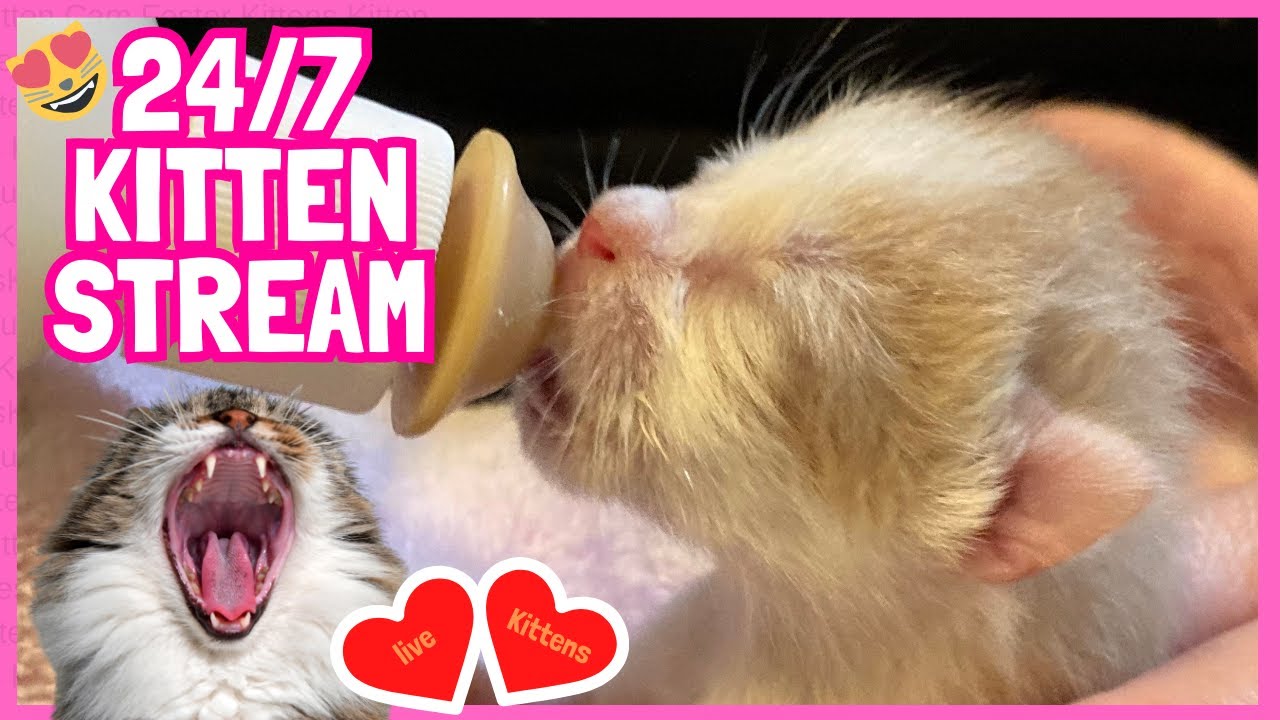 New Foster Kittens & Claws Out for VDAY cuteavalanche.com/vday