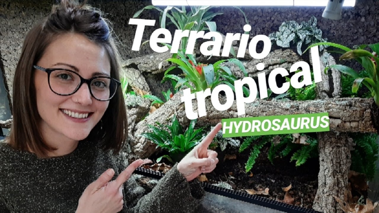 Cómo hacer un TERRARIO TROPICAL con PLANTAS