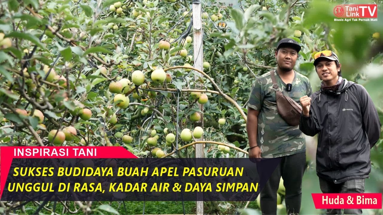 Petani Muda Sukses Budidaya Buah Apel Pasuruan, 1700 Pohon Sekali Panen Capai 20 Ton