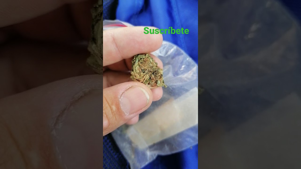 Buena marihuana, buenas flores para fumar #420weed  #planton420 #fumando #mota