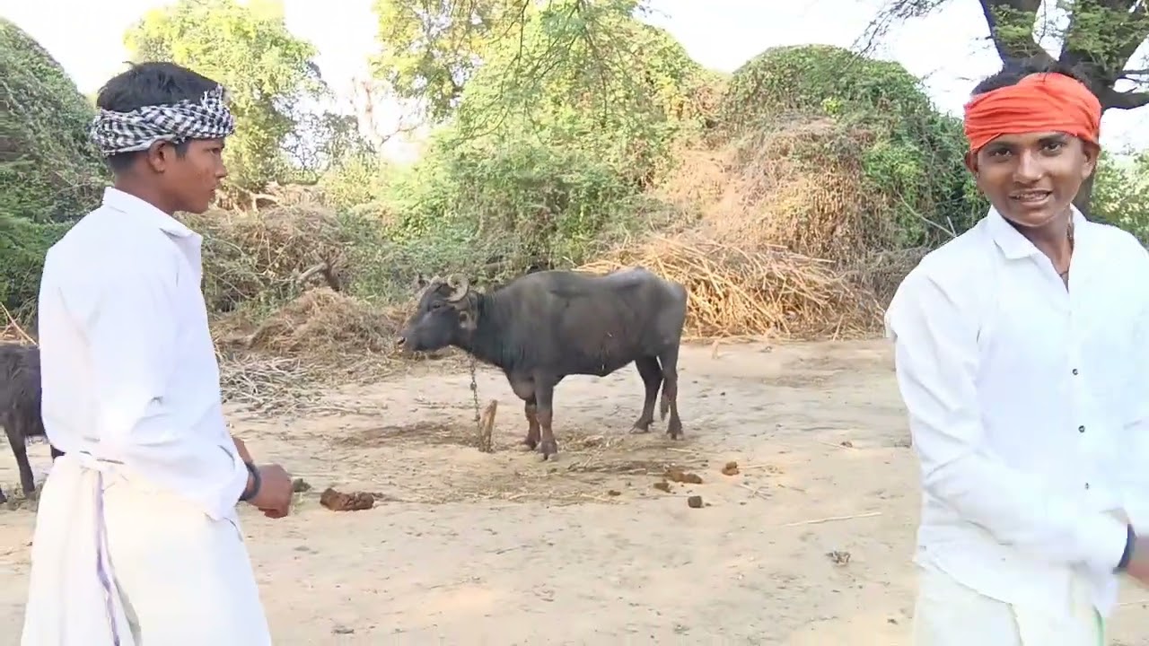 ગલુભાઈએ સગુભા નો ફાયદો ઉઠાયો આ વિડીયો ગમે તો ને લાઈક કરો અને શેર કરો અને કોમેન્ટ કરો