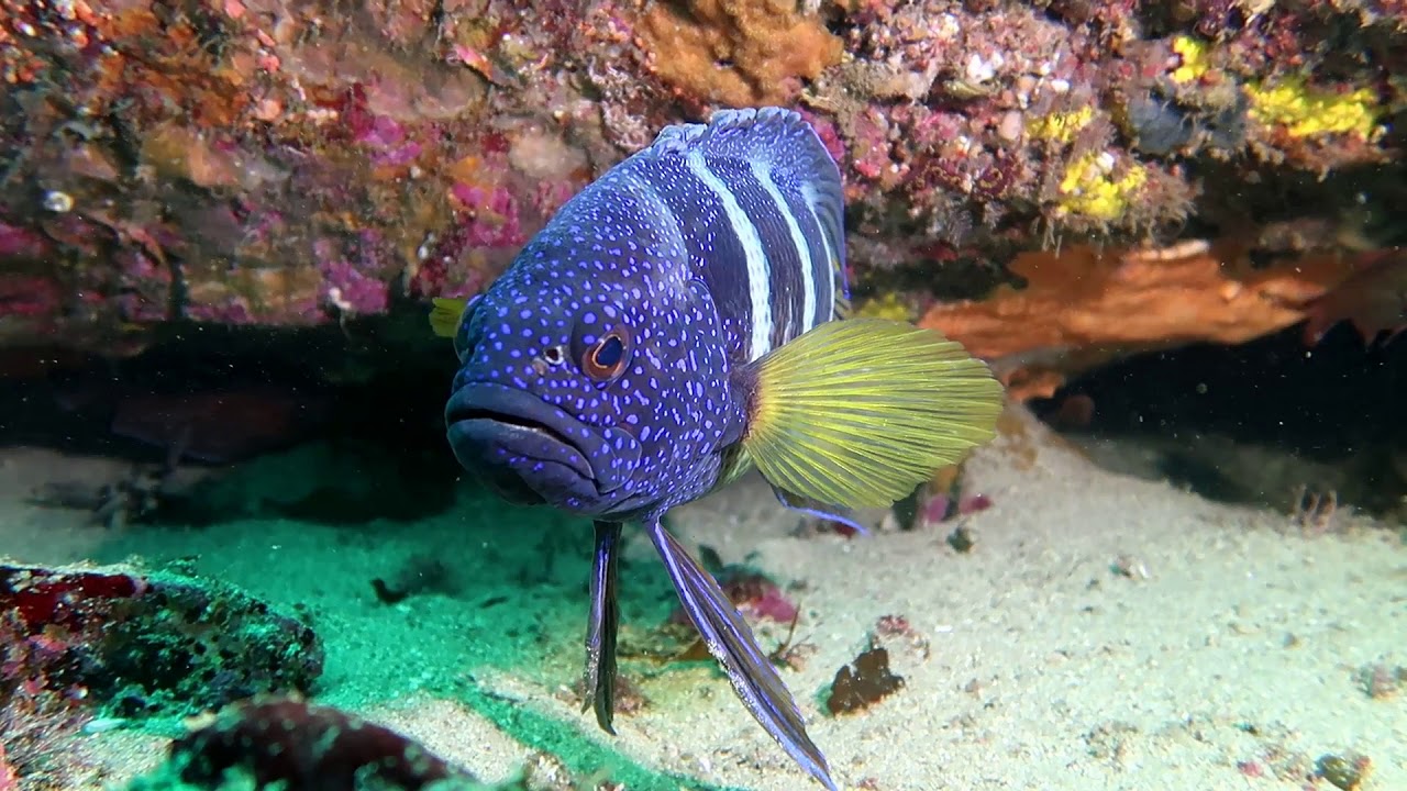Blue Devil Fish Cave, 27 Jan 2018