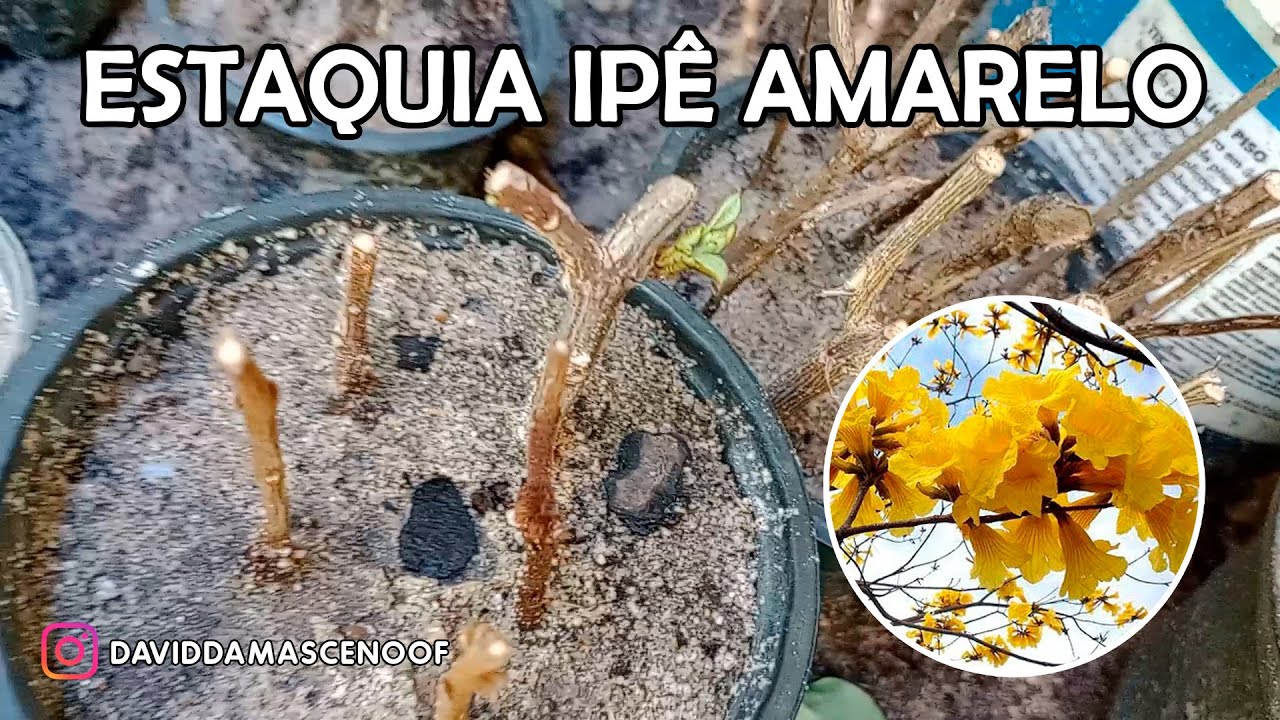 COMO FAZER ESTAQUIA DO IPÊ AMARELO?