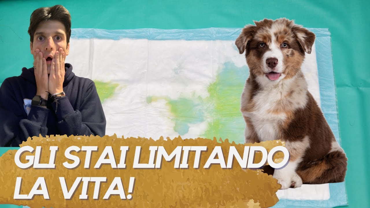 NON utilizzare le traversine con il tuo cane! (5 motivi per NON FARLO)