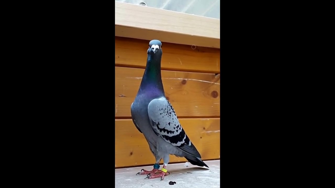 Por que mis palomas no quieren volar